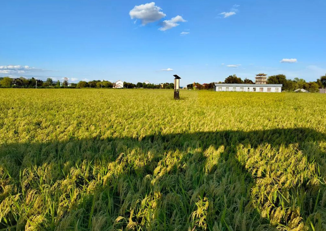 精准农业技术在提高作物产量中的作用